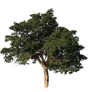 بذر درخت پیله ماهونیا