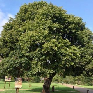 درخت پیله ماهونیا