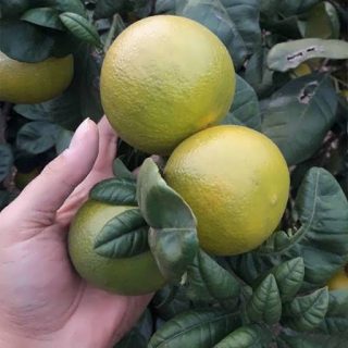 درخت دارابی تازه
