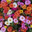 بذر گل ناز فرانسوی الوان