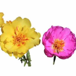 بذر گل ناز فرانسوی الوان