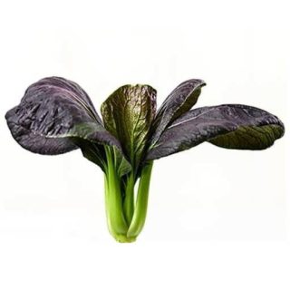 بذر کلم پاک چوی بنفش