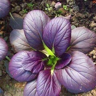 بذر کلم پاک چوی بنفش