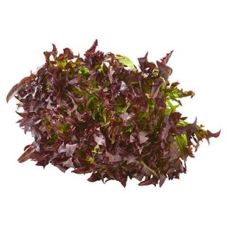 بذر کاهو سوزنی قرمز