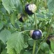 گیاه فیسالیس بنفش