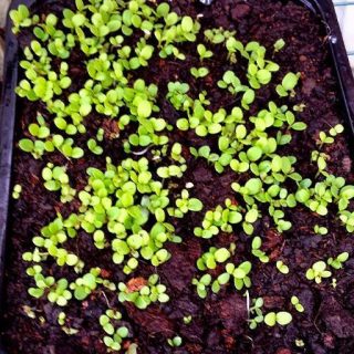 بذر میکرو گرین کینوا