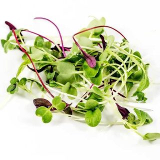 بذر میکرو گرین کینوا