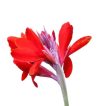 گل اختر قرمز تازه