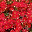 گل اشرفی قرمز خوب