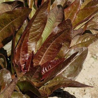 بذر کاهو قرمز تانگو