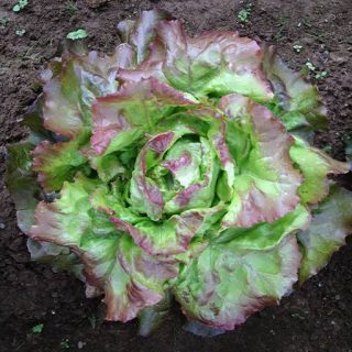 کاهو یخی قرمز تازه