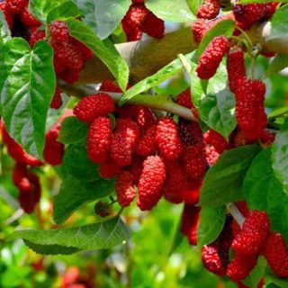 بذر توت قرمز