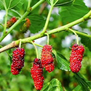 بذر توت قرمز