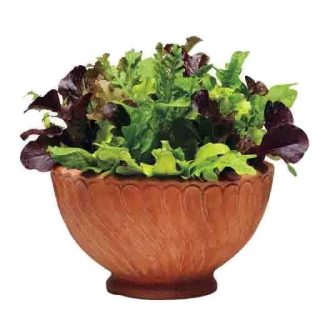 سبزیجات سالاد میکس