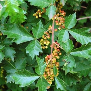 بذر نانابری