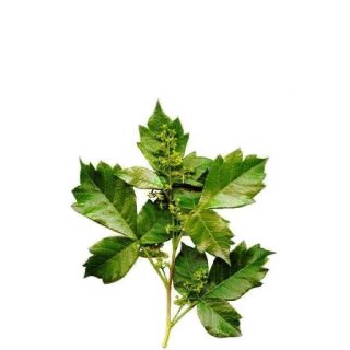 بذر نانابری