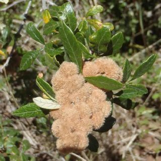 بذر توت روبروب