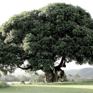 بذر درخت سایدریکسولون