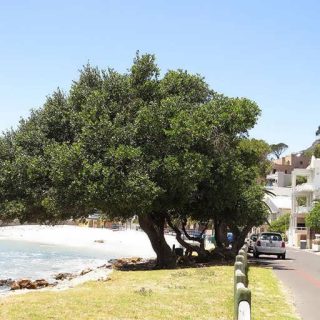 بذر درخت سایدریکسولون