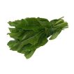 سورل سبز آمریکایی خوب