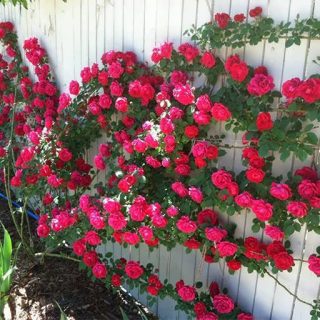 بذر رز رونده قرمز