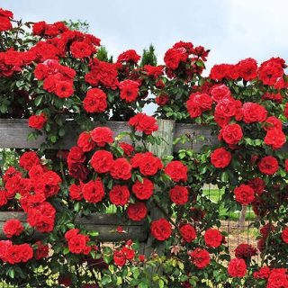 بذر رز رونده قرمز