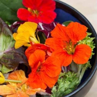 بذر گل لادن خوراکی