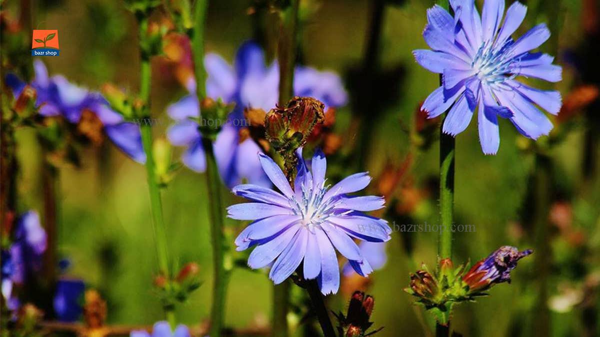 گیاه کاسنی چیست