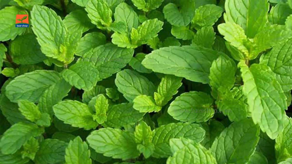 خواص پونه کوهی چیست