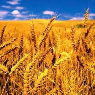 بذر گندم