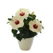 گل ختمی ژاپنی سفید تازه