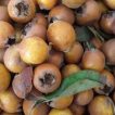 ازگیل جنگلی تازه