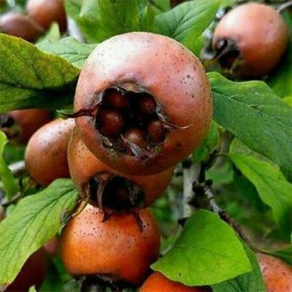 بذر ازگیل جنگلی تازه