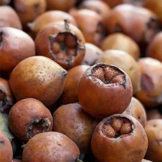 بذر ازگیل جنگلی تازه