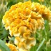 گل تاج خروس چتری طلایی