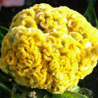 بذر گل تاج خروس چتری طلایی