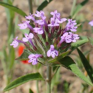 کاکوتی زیبا