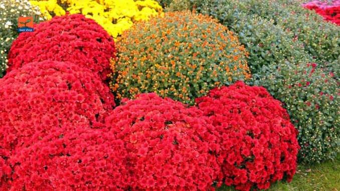 گل های داوودی زیبا