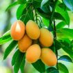 انبه بر روی درخت
