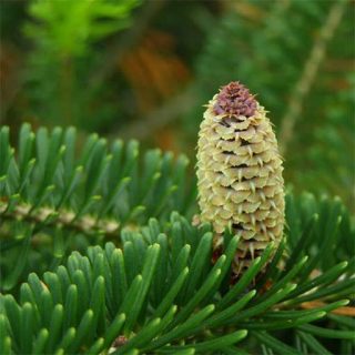 کاج نراد فراسی تازه