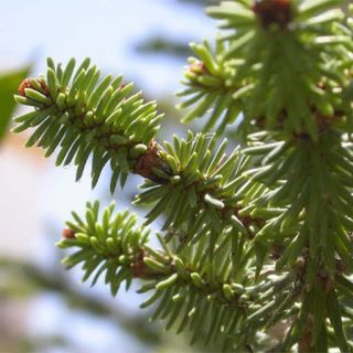 بذر کاج نراد فراسی