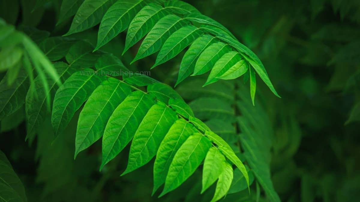 برگهای سبز فوق العاده زیبا به عنوان بافت پس زمینه