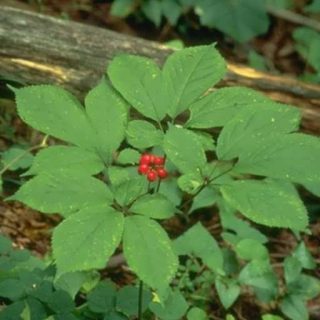 بذر جینسینگ آمریکایی