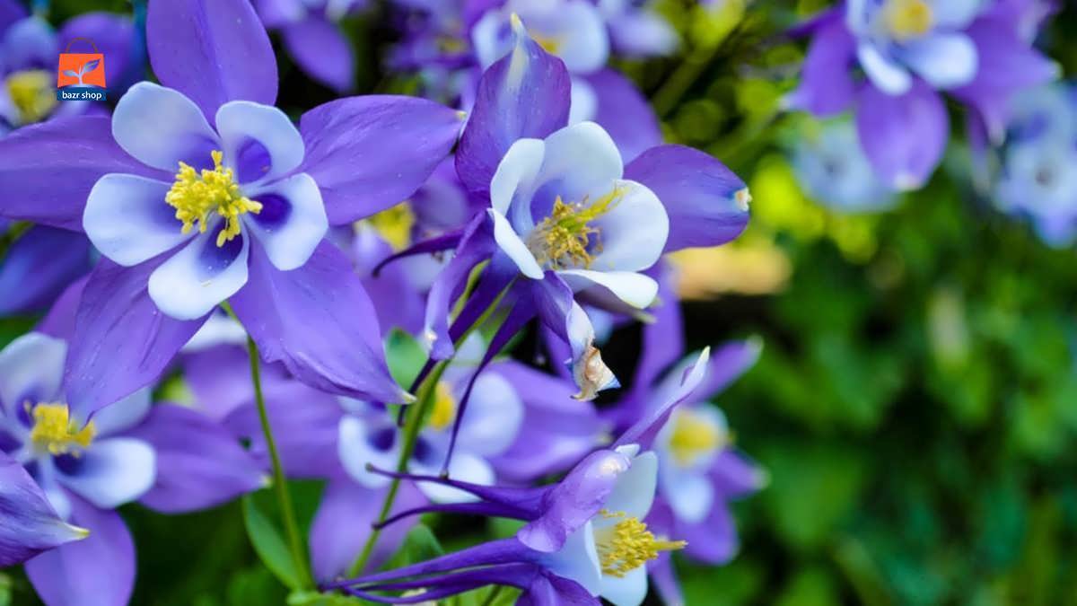 گل های تاج الملوک بنفش