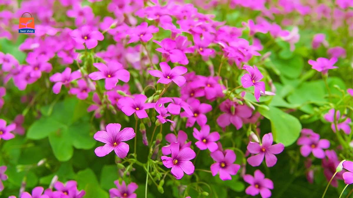 گلهای صورتی زیبا با گلبرگهای کوچک