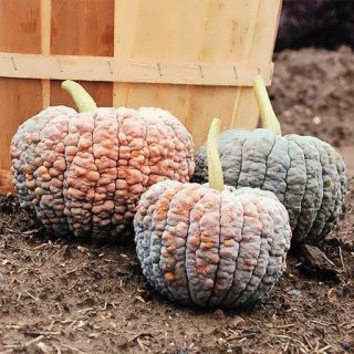 بذر کدو تنبل سنگی