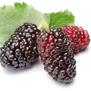 شاه توت همراه برگ