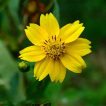بذر دان سیاه بر روی بوته