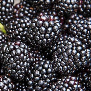 بذر بلک بری