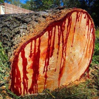 دراگون بلاد